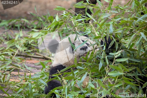 Image of Giant panda eating bamboo