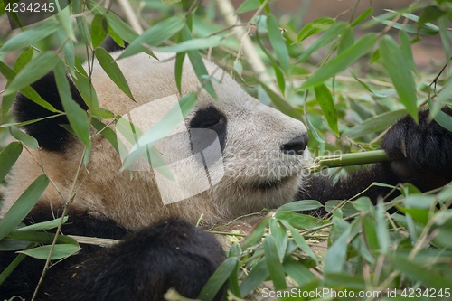 Image of Giant panda eating bamboo