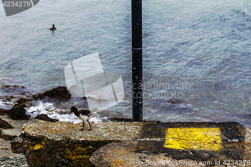 Image of oystercatchers