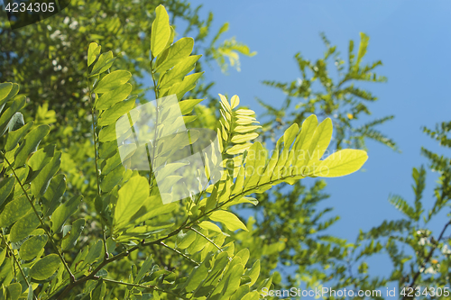 Image of Acacia leaves in bright sunlight