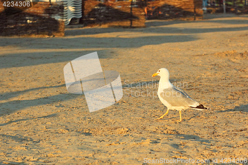 Image of Seagull on a sandy beach at sunset 