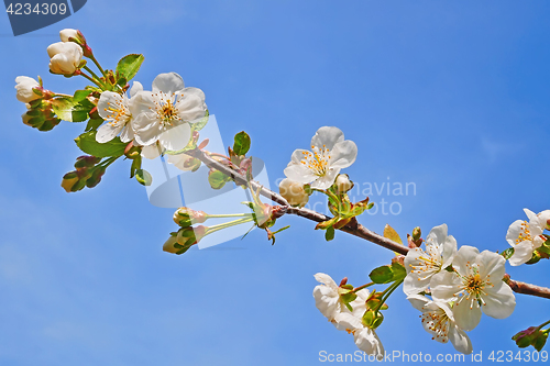 Image of Blooming cherry twig close-up