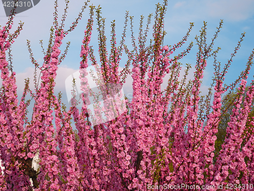 Image of Blossom of pink sakura twigs