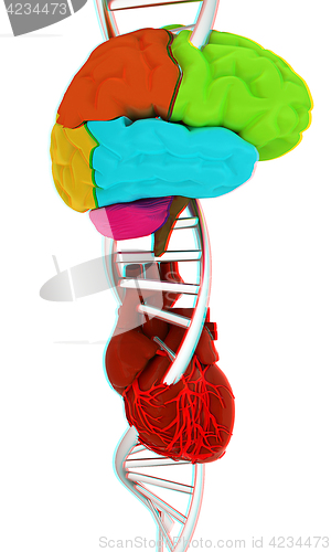 Image of DNA, brain and heart. 3d illustration. Anaglyph. View with red/c