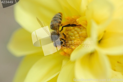 Image of Bee