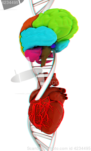 Image of DNA, brain and heart. 3d illustration. Anaglyph. View with red/c