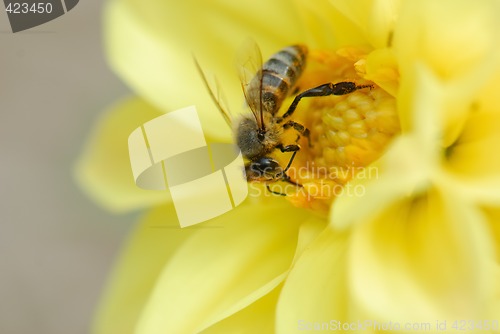 Image of Bee