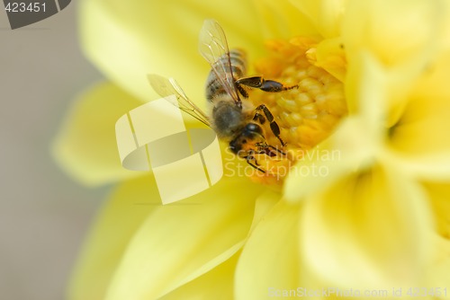 Image of Bee