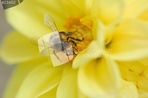 Image of Bee