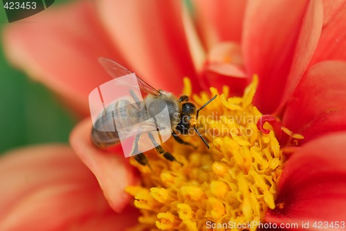 Image of Bee