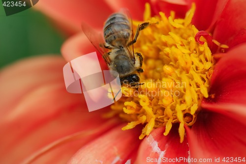 Image of Bee