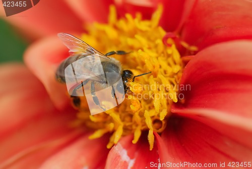 Image of Bee