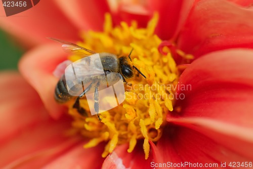 Image of Bee