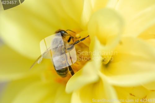 Image of Bee