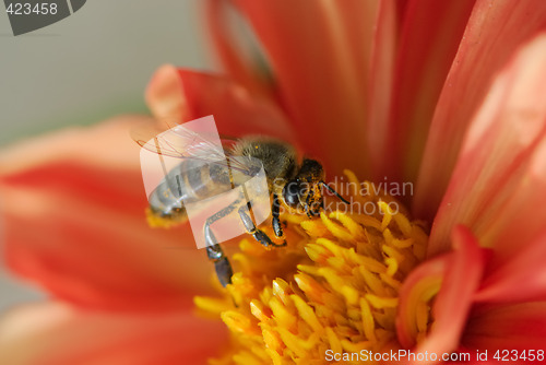 Image of Bee
