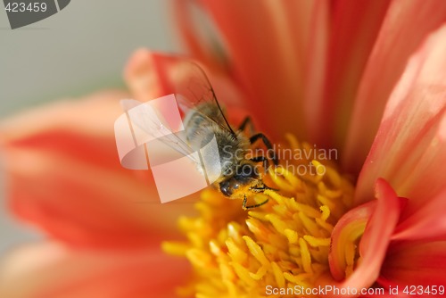 Image of Bee