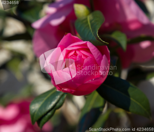 Image of Camellia Flower Bud