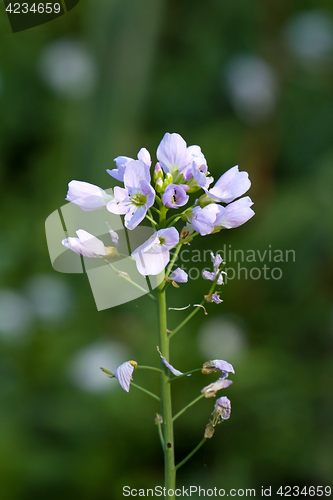 Image of Cuckoo Flower