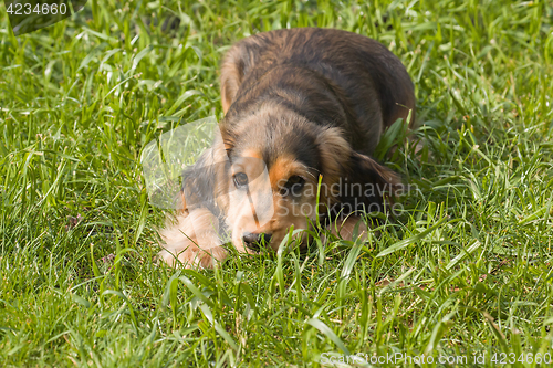 Image of English Show Cocker Spaniel Puppy