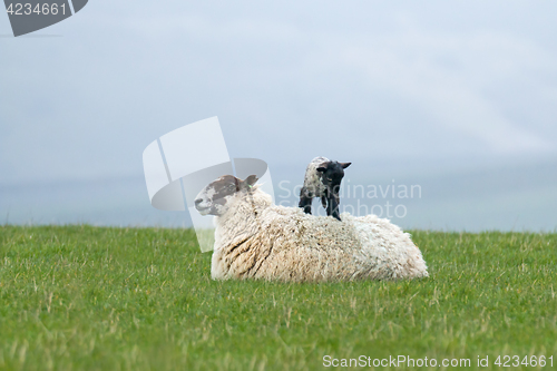 Image of Lamb on Ewe