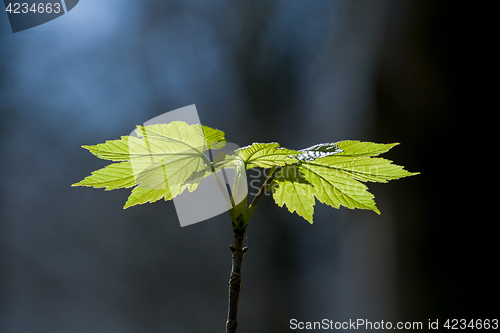 Image of Sycamore Leaves