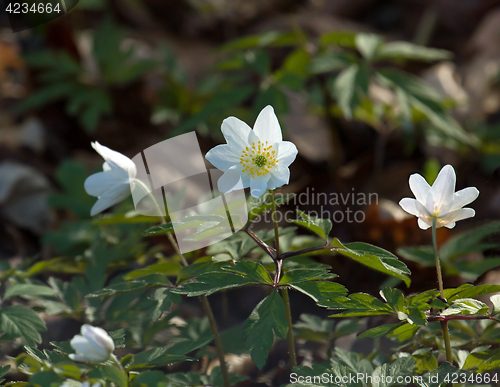 Image of Wood Anemones