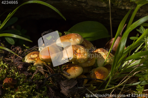 Image of Sulphur Tuft Fungi