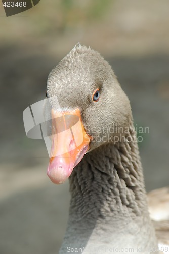 Image of Goose