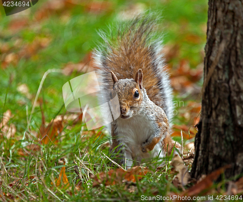 Image of Grey Squirrel Peeping