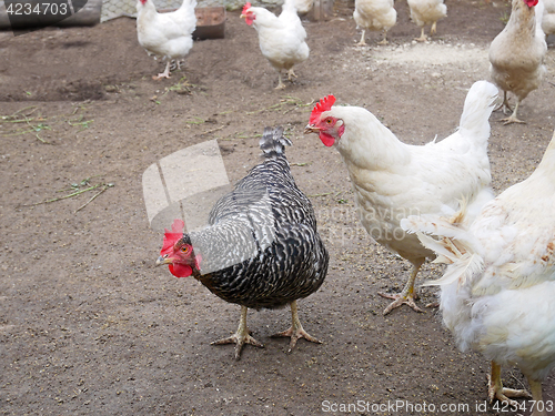 Image of Speckled hen among white chicken