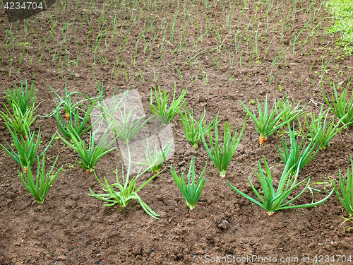 Image of Onion rows in garden