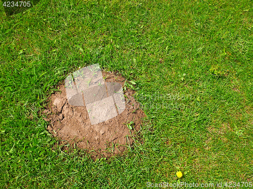 Image of Heap the soil among green grass