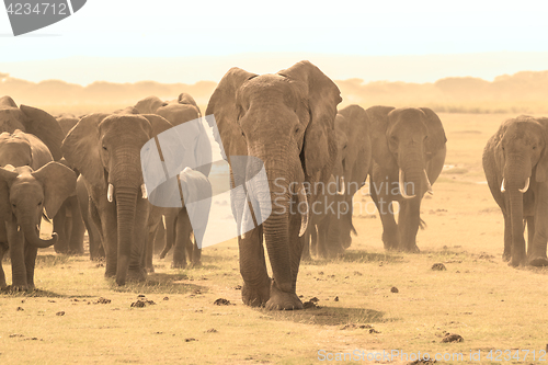 Image of Loxodonta africana, African bush elephant.