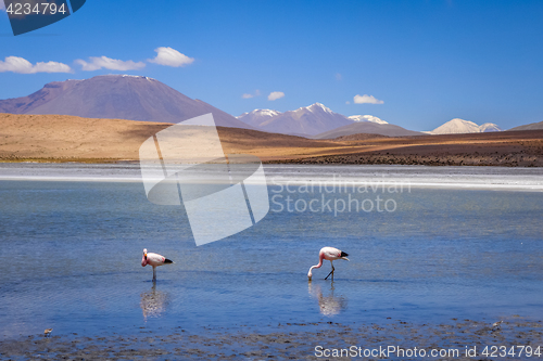 Image of Pink flamingos in altiplano laguna, sud Lipez reserva, Bolivia
