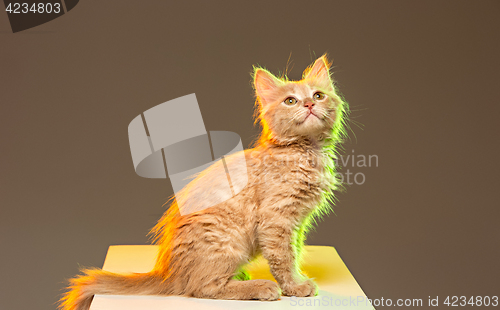 Image of The cat on gray background