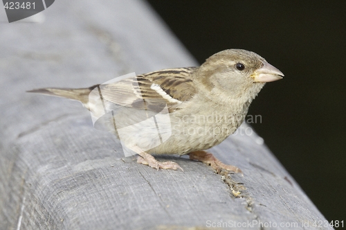 Image of House Sparrow.