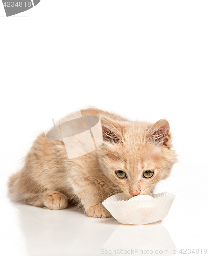 Image of The cat on white background drinking milk