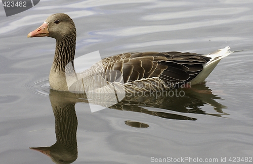 Image of Greylag Goose.