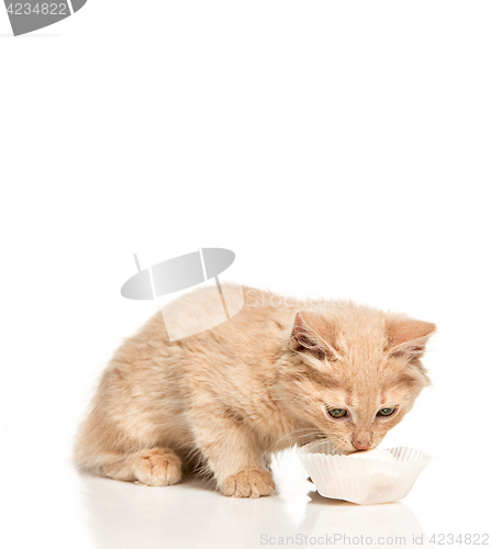 Image of The cat on white background drinking milk