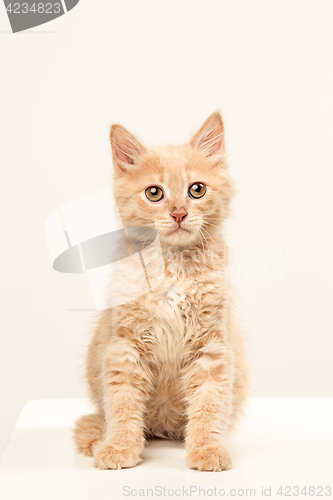 Image of The cat on white background