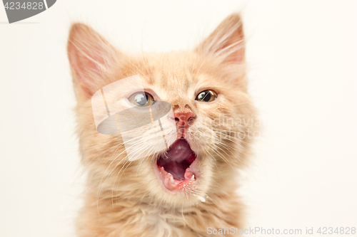 Image of The cat on white background