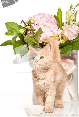 Image of The cat on white background with flowers