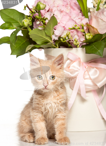 Image of The cat on white background with flowers