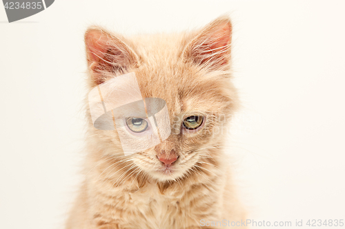 Image of The cat on white background