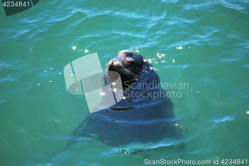 Image of Baby seal.