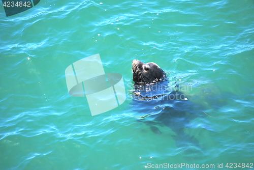 Image of Baby seal.