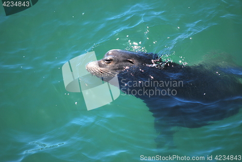 Image of Baby seal.