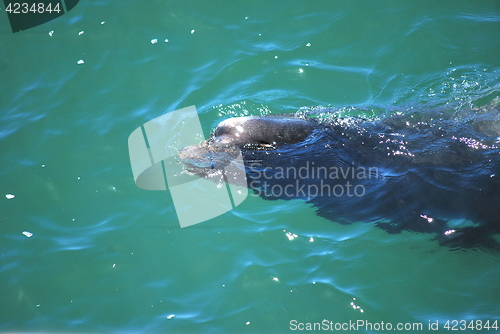 Image of Baby seal.