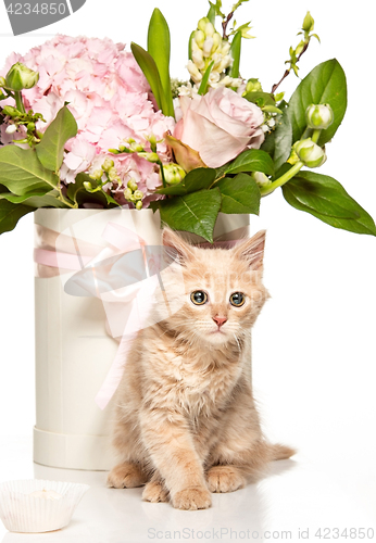 Image of The cat on white background with flowers