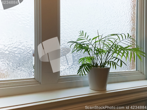 Image of Green plant and frosted window